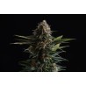 CANDY CREAM GO FAST · Kannabia Seed Company · semi di canapa · Fem