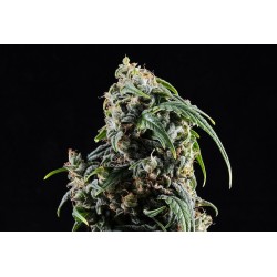 CBDV AUTO · Kannabia Seed...