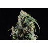 CBDV AUTO · Kannabia Seed Company · graines de cannabis · AutoFem