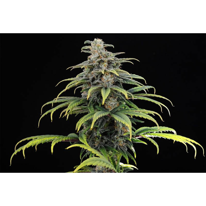 CBG AUTO · Kannabia Seed Company · kaufen cannabis samen · AutoFem