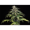 CBG AUTO · Kannabia Seed Company · kaufen cannabis samen · AutoFem