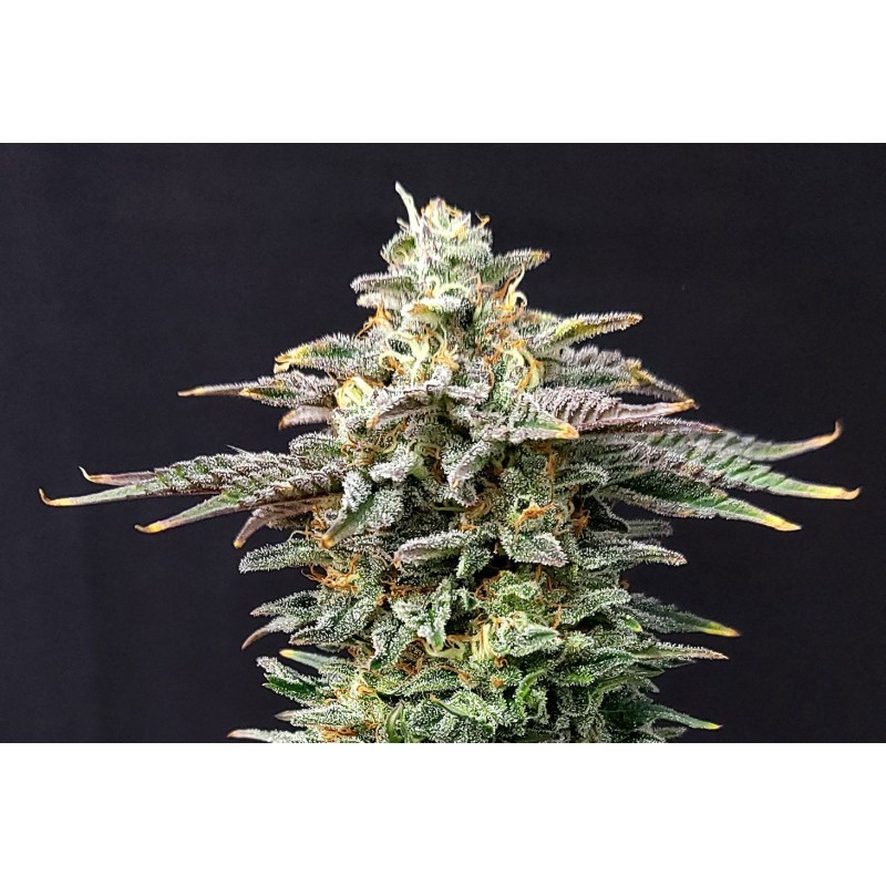 CHERRY DREAM · Kannabia Seed Company · cannabis samen · Fem