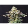 CHERRY DREAM · Kannabia Seed Company · semi di canapa · Fem