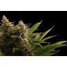 COLOMBIAN JACK · Kannabia Seed Company · cannabis samen · Fem