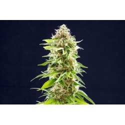 COOKIES HAZE · Kannabia...