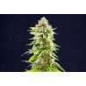 COOKIES HAZE · Kannabia Seed Company · cannabis samen · Fem