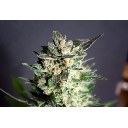 DIESEL GLUE · Kannabia Seed...