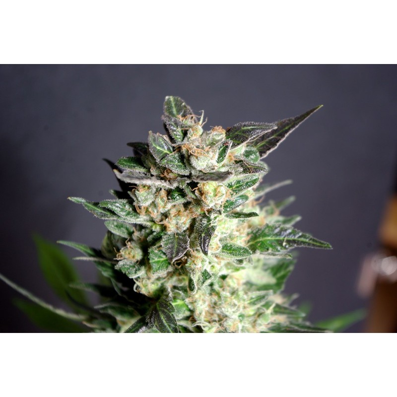 DIESEL GLUE · Kannabia Seed Company · kenevir tohum · Disi · Fem