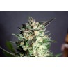 DIESEL GLUE · Kannabia Seed Company · sementes de maconha · Fem