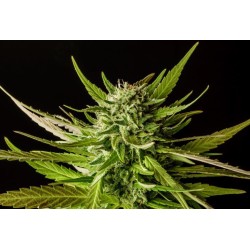 DOSIDOS · Kannabia Seed...