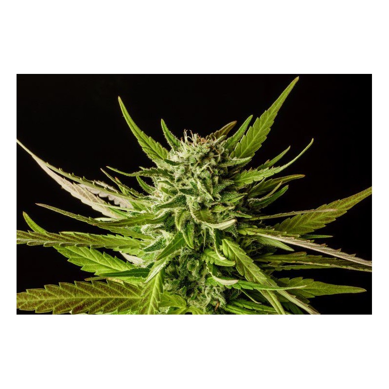 DOSIDOS · Kannabia Seed Company · semi di canapa · Fem