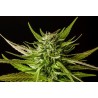 DOSIDOS · Kannabia Seed Company · graines de cannabis · Fem