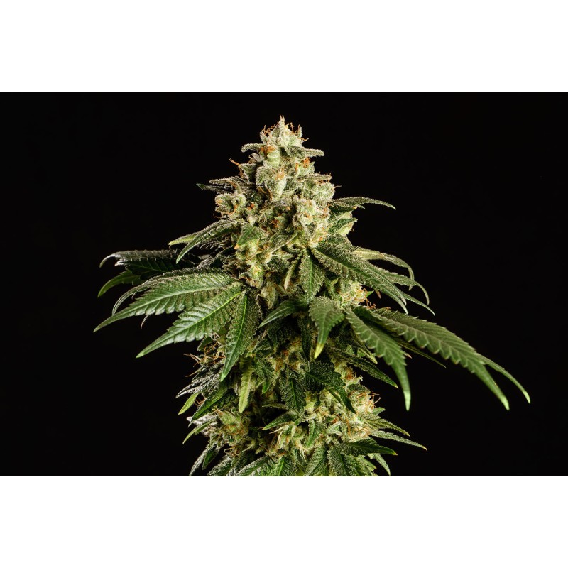 DREAM SHERBET · Kannabia Seed Company · graines de cannabis · Fem