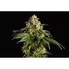 DREAM SHERBET · Kannabia Seed Company · sementes de maconha · Fem