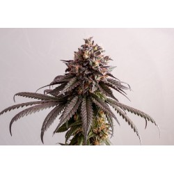 GELATO-K · Kannabia Seed...