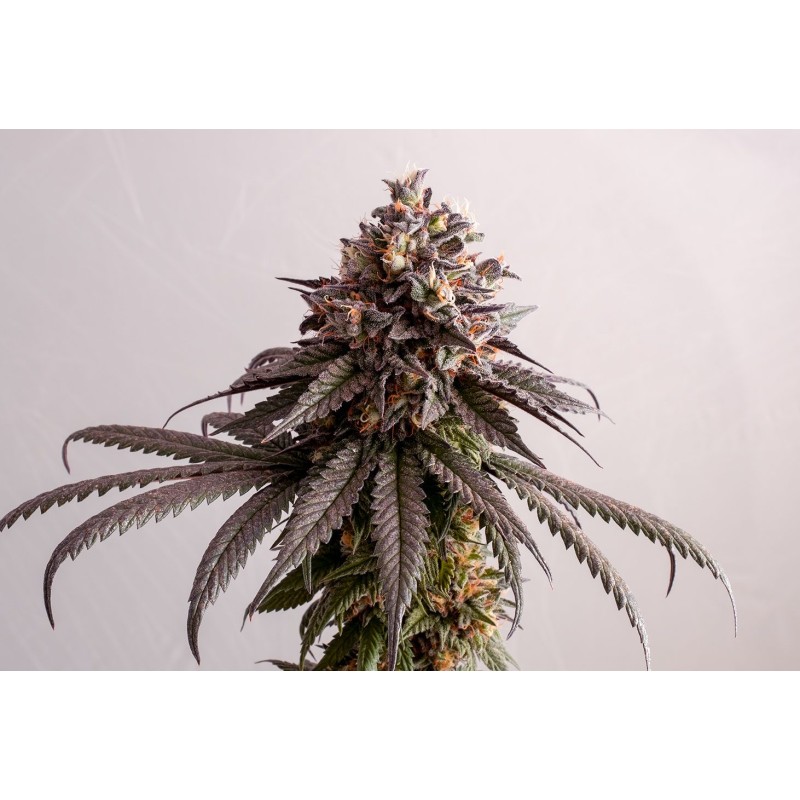 GELATO-K · Kannabia Seed Company · graines de cannabis · Fem