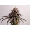 GELATO-K · Kannabia Seed Company · graines de cannabis · Fem