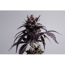 GINGER PUNCH AUTO ·...
