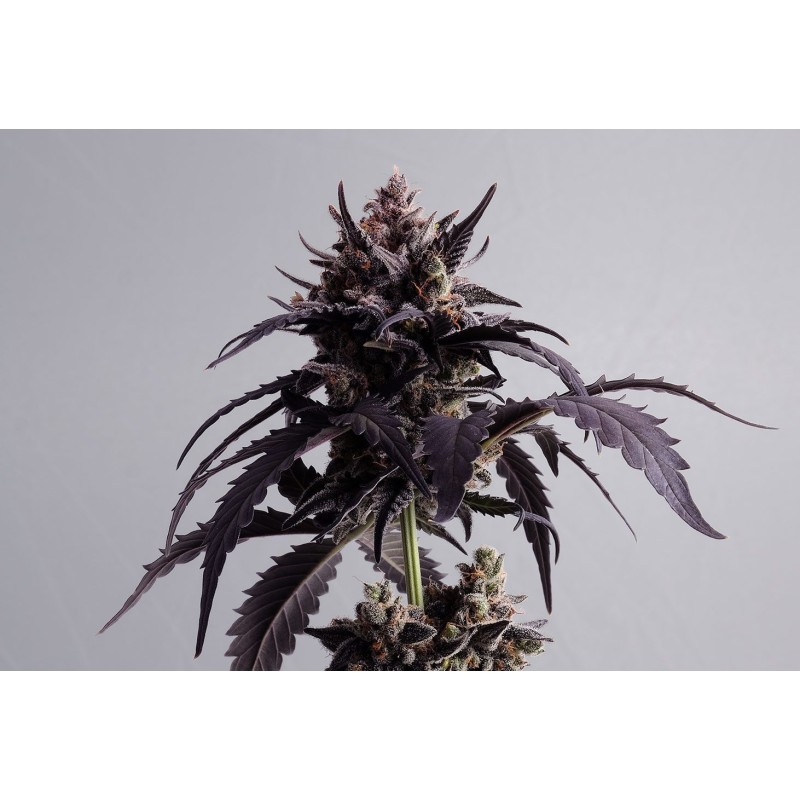GINGER PUNCH AUTO · Kannabia Seed Company · graines de cannabis · AutoFem