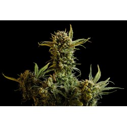 GNOMO AUTO · Kannabia Seed...
