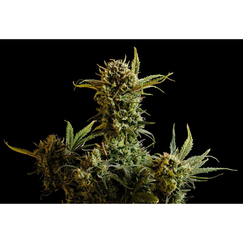 GNOMO AUTO · Kannabia Seed Company · cannabis samen · AutoFem