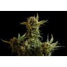 GNOMO AUTO · Kannabia Seed Company · graines de cannabis ·  AutoFem