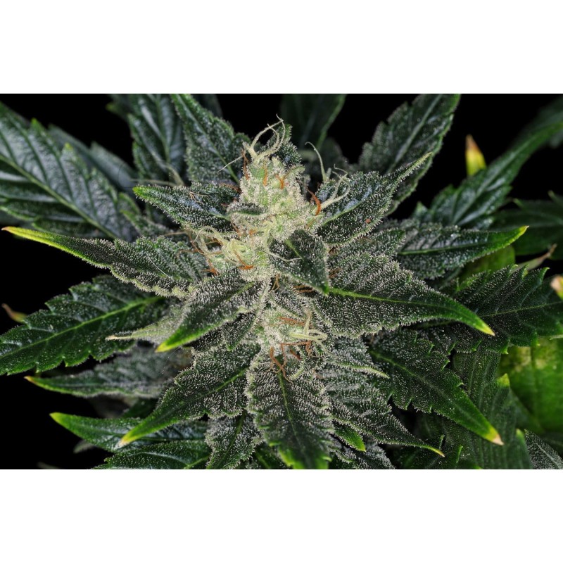 GORILLA KING AUTO · Kannabia Seed Company · sementes de maconha · AutoFem