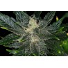GORILLA KING AUTO · Kannabia Seed Company · graines de cannabis · AutoFem