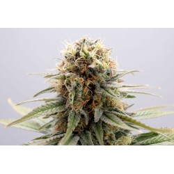 GSC · Kannabia Seed Company...