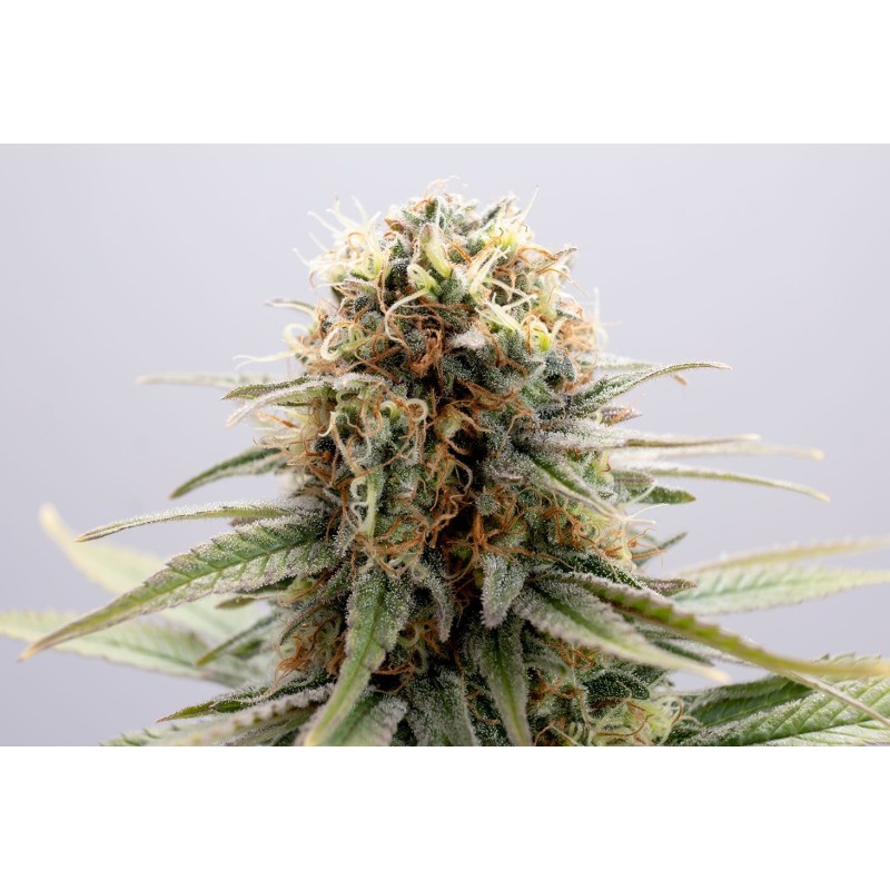 GSC · Kannabia Seed Company · cannabis seeds · Fem