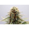 GSC · Kannabia Seed Company · sementes de maconha · Fem