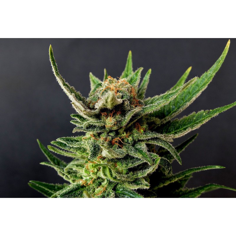 GYPSY KUSH · Kannabia Seed Company · semillas de marihuana · Fem