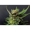 GYPSY KUSH · Kannabia Seed Company · sementes de maconha · Fem