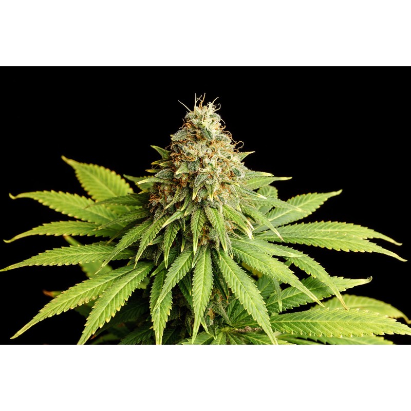 HELLFIRE OG · Kannabia Seed Company · sementes de maconha · Fem