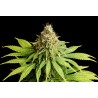 HELLFIRE OG · Kannabia Seed Company · semillas de marihuana · Fem