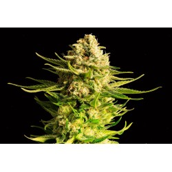 INDICA CREAM · Kannabia...