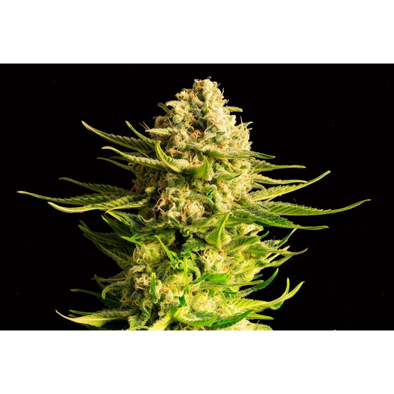 INDICA CREAM · Kannabia Seed Company · semi di canapa · Fem