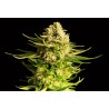INDICA CREAM · Kannabia Seed Company · sementes de maconha · Fem
