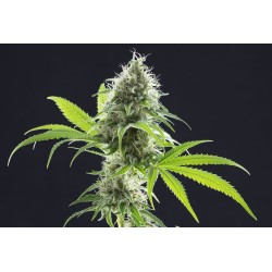 KAMA KUSH CBD · Kannabia...