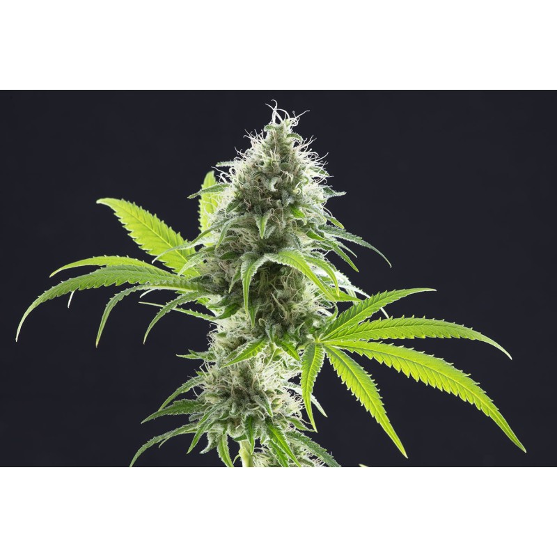 KAMA KUSH CBD · Kannabia Seed Company · kaufen cannabis samen · Fem