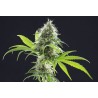 KAMA KUSH CBD · Kannabia Seed Company · kaufen cannabis samen · Fem