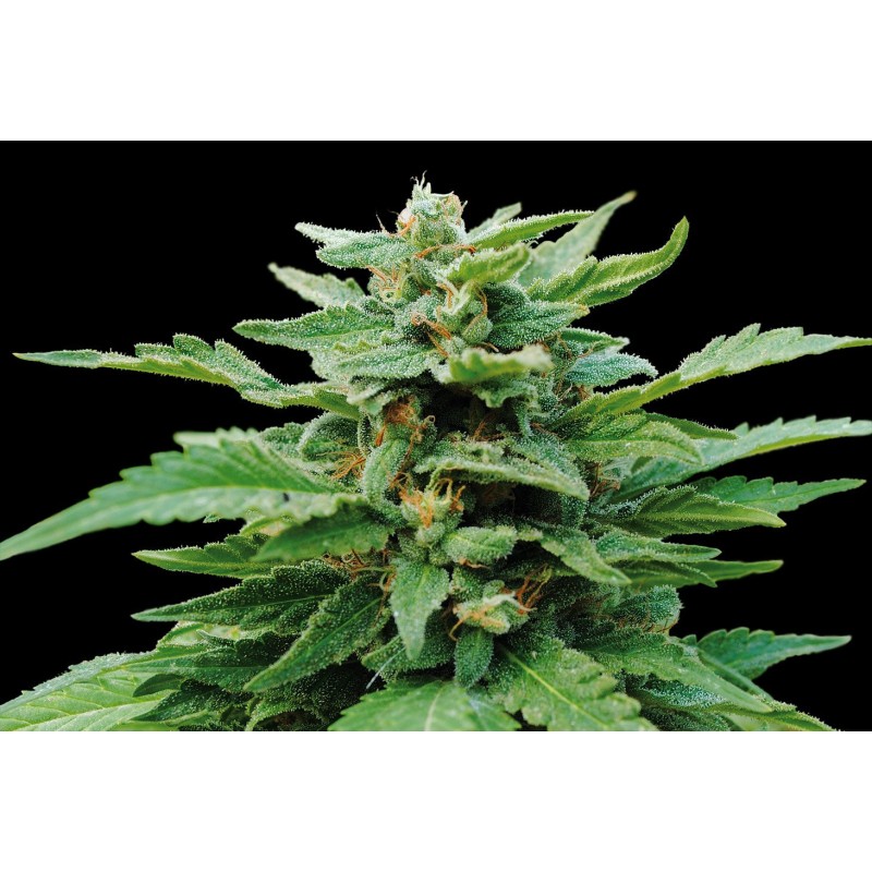 KARIBBEAN MANGO · Kannabia Seed Company · graines de cannabis · Fem