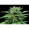 KARIBBEAN MANGO · Kannabia Seed Company · graines de cannabis · Fem