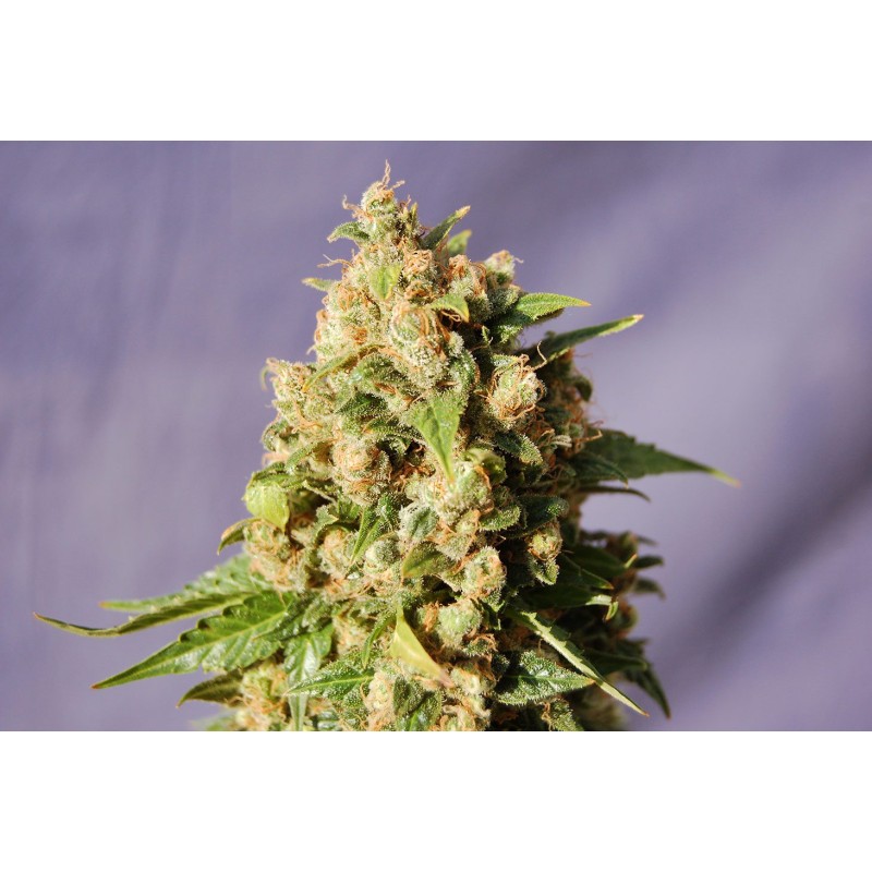 KISS · Kannabia Seed Company · sementes de maconha · Fem