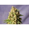 KISS · Kannabia Seed Company · sementes de maconha · Fem