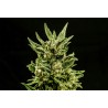 KRITIC AUTO · Kannabia Seed Company · kenevir tohumu · Disi · AutoFem