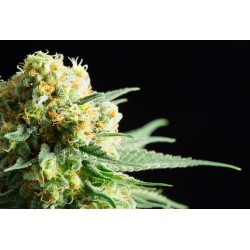 KRITIKAL-K · Kannabia Seed...