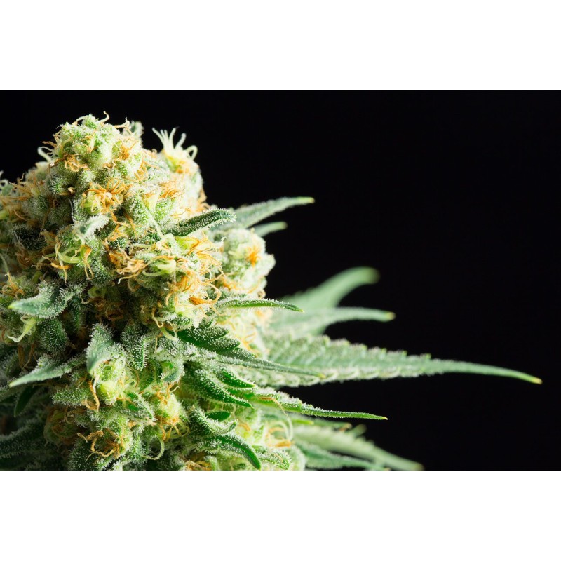 KRITIKAL-K · Kannabia Seed Company · semillas de marihuana · Fem