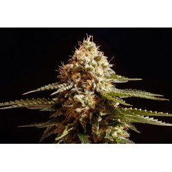 LA BLANCA · Kannabia Seed...