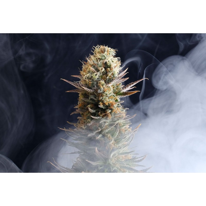 LA REINA DE AFRICA aka KABOOM · Kannabia Seed Company · graines de cannabis · Fem